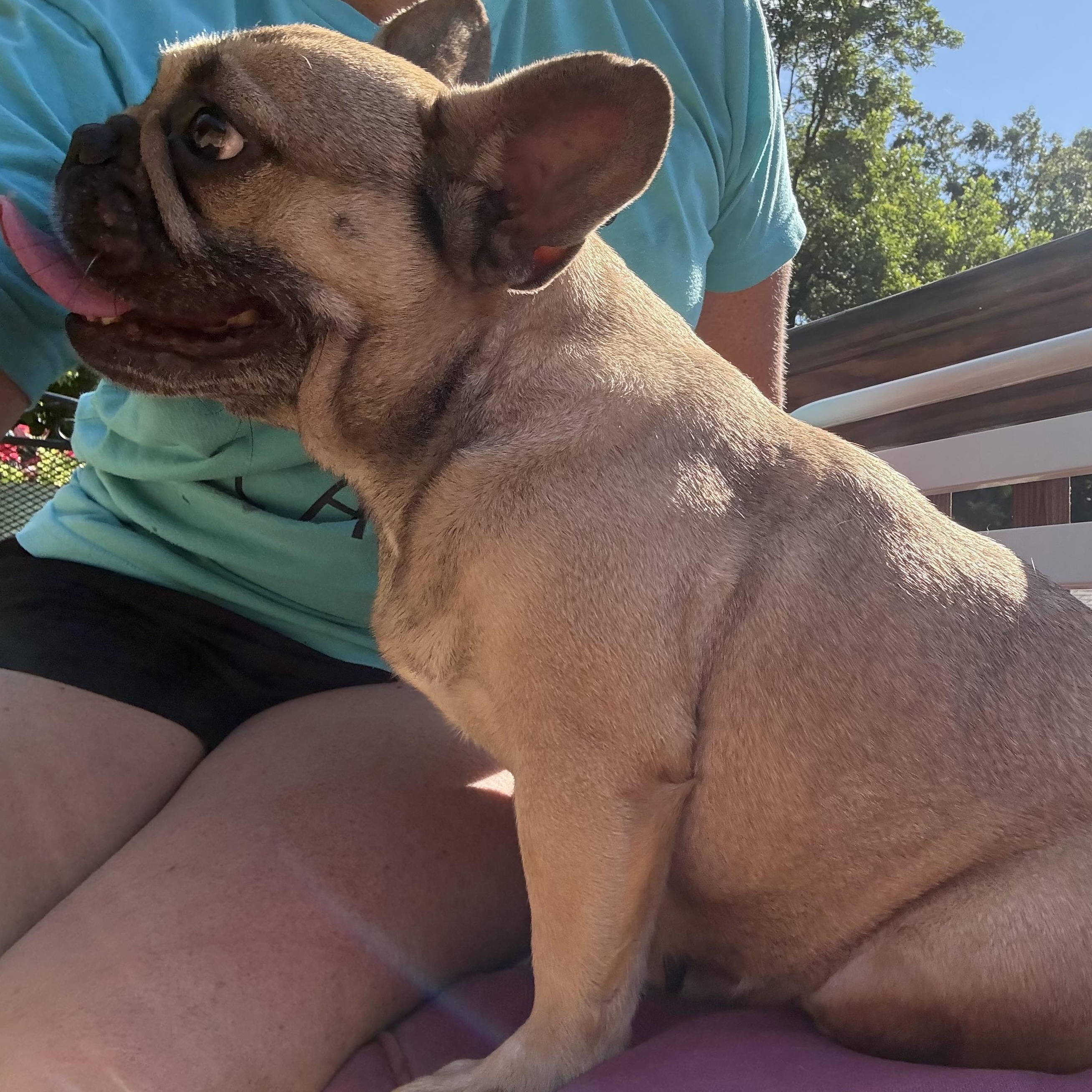 SHEBA, an adopted French Bulldog in Chicopee, MA image 2/4