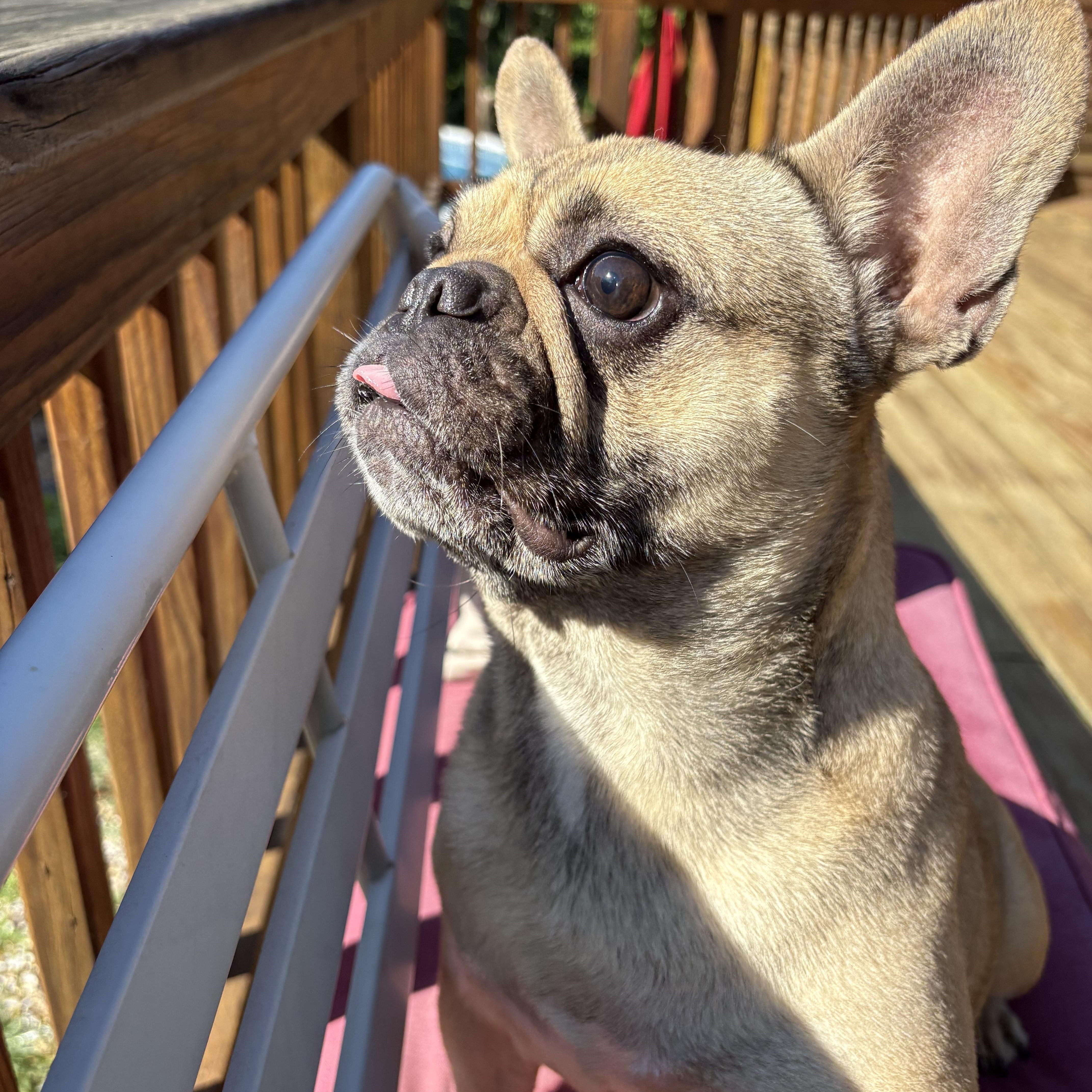 SHEBA, adopted, Adult Female French Bulldog.