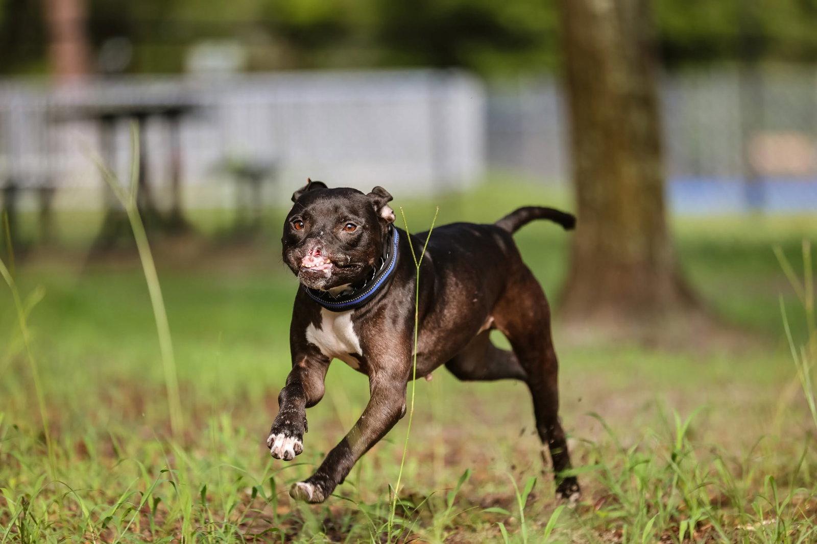 Enlarge Binks, a Adoptable Mixed Breed in Gainesville, FL image 1/3