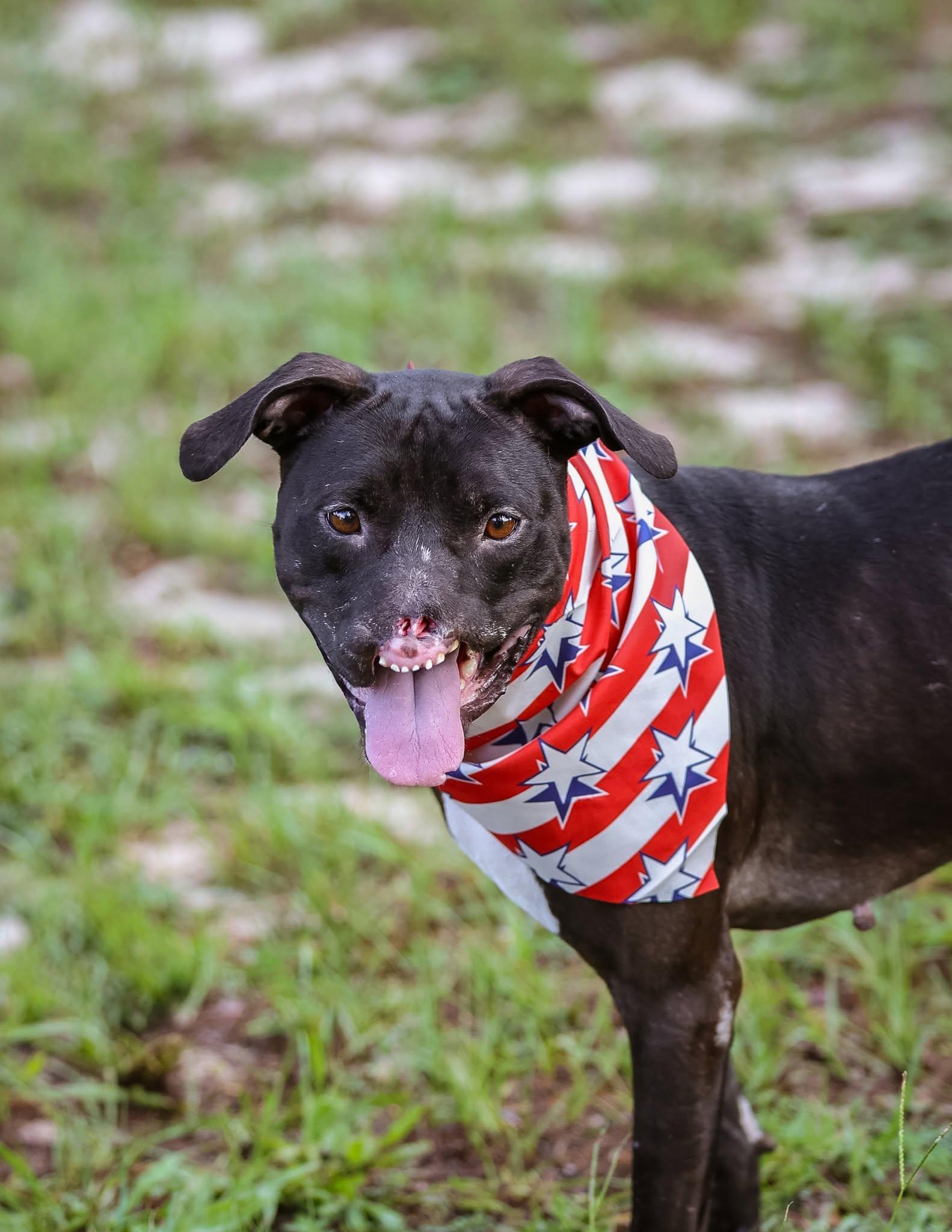 Enlarge Binks, a Adoptable Mixed Breed in Gainesville, FL image 2/3