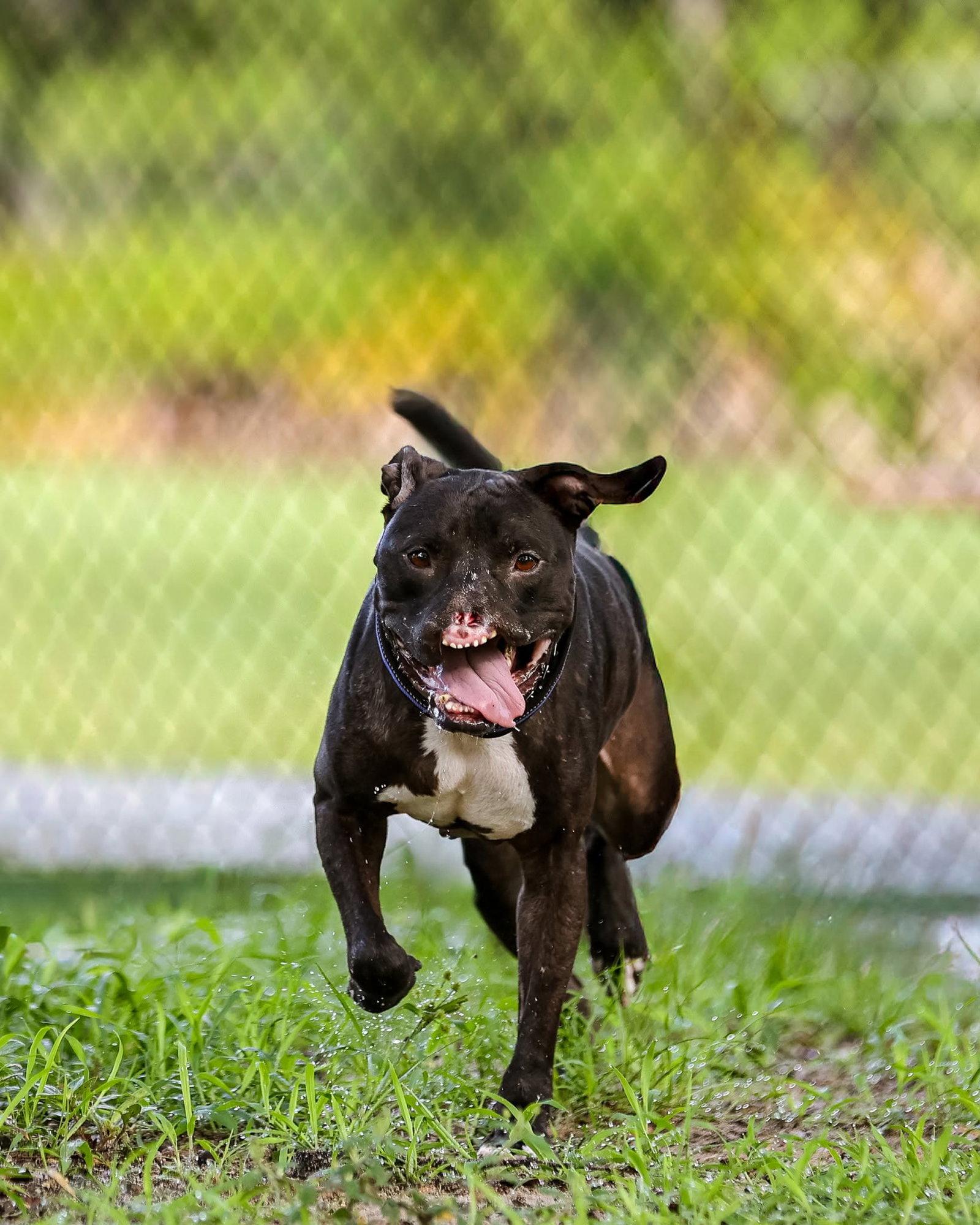 Enlarge Binks, a Adoptable Mixed Breed in Gainesville, FL image 3/3