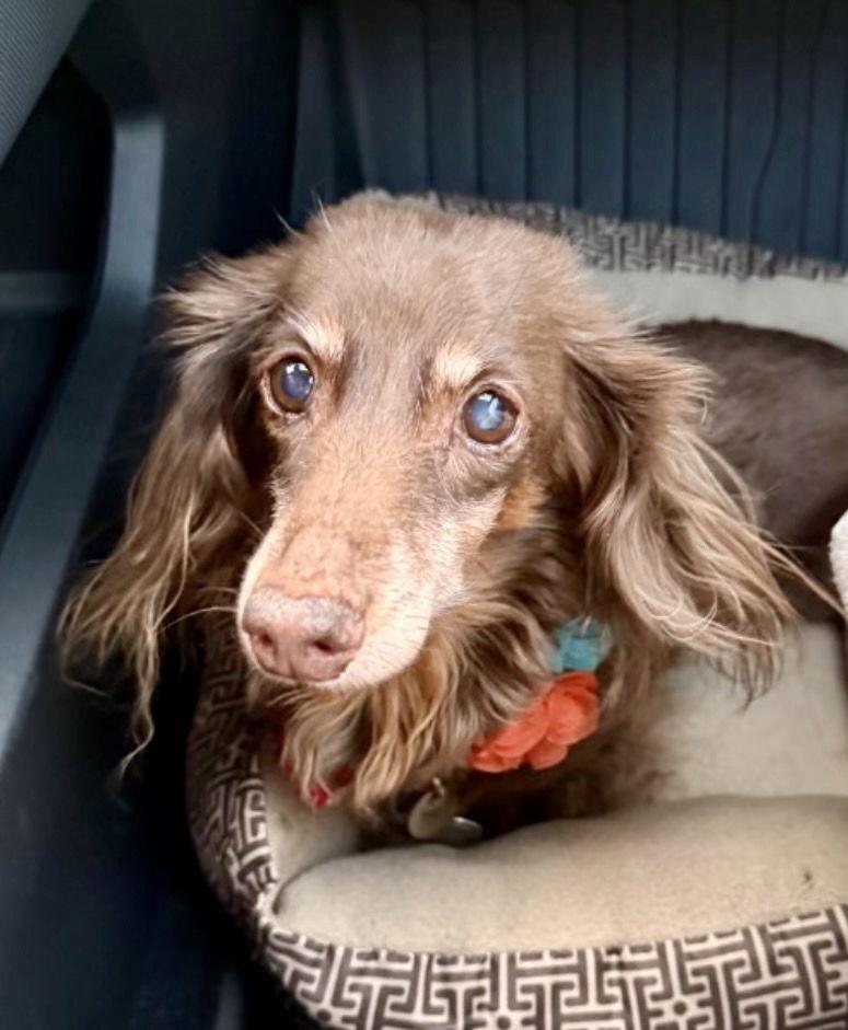 Coco9, Adoptable, Senior Female Dachshund.