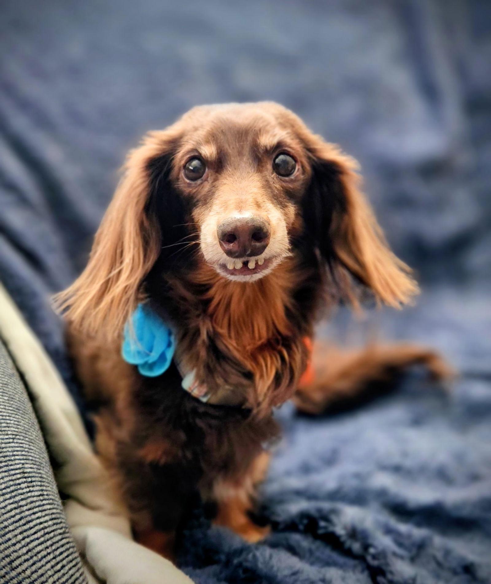 Enlarge Coco9, a Adoptable Dachshund in Hendersonville, NC image 2/3