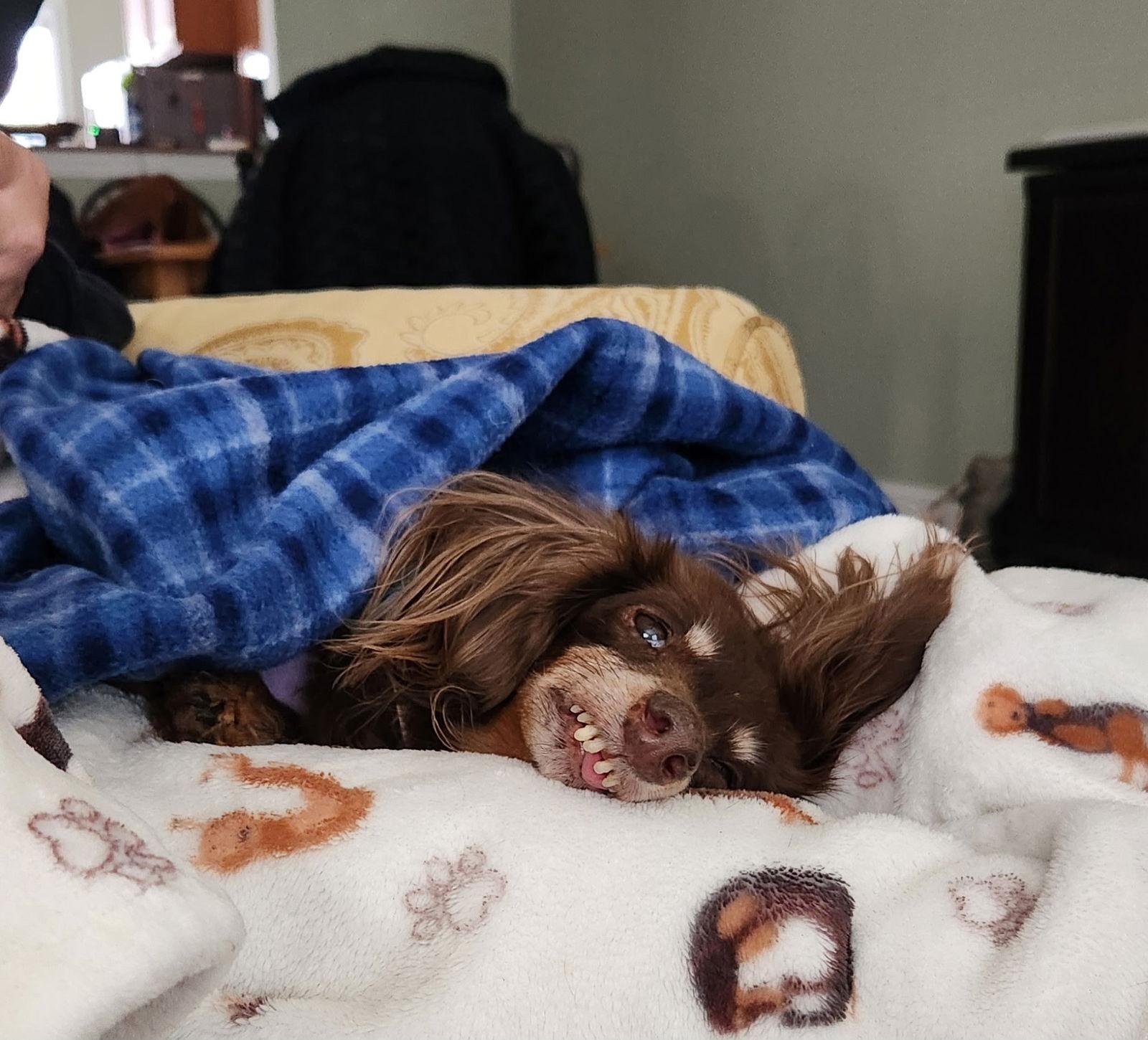 Enlarge Coco9, a Adoptable Dachshund in Hendersonville, NC image 3/3