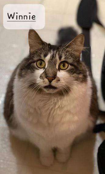 Winnie, Adoptable, Adult Female Domestic Short Hair.