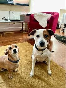 Dahlia, a Adopted Terrier in Oakhurst, NJ image 1/3