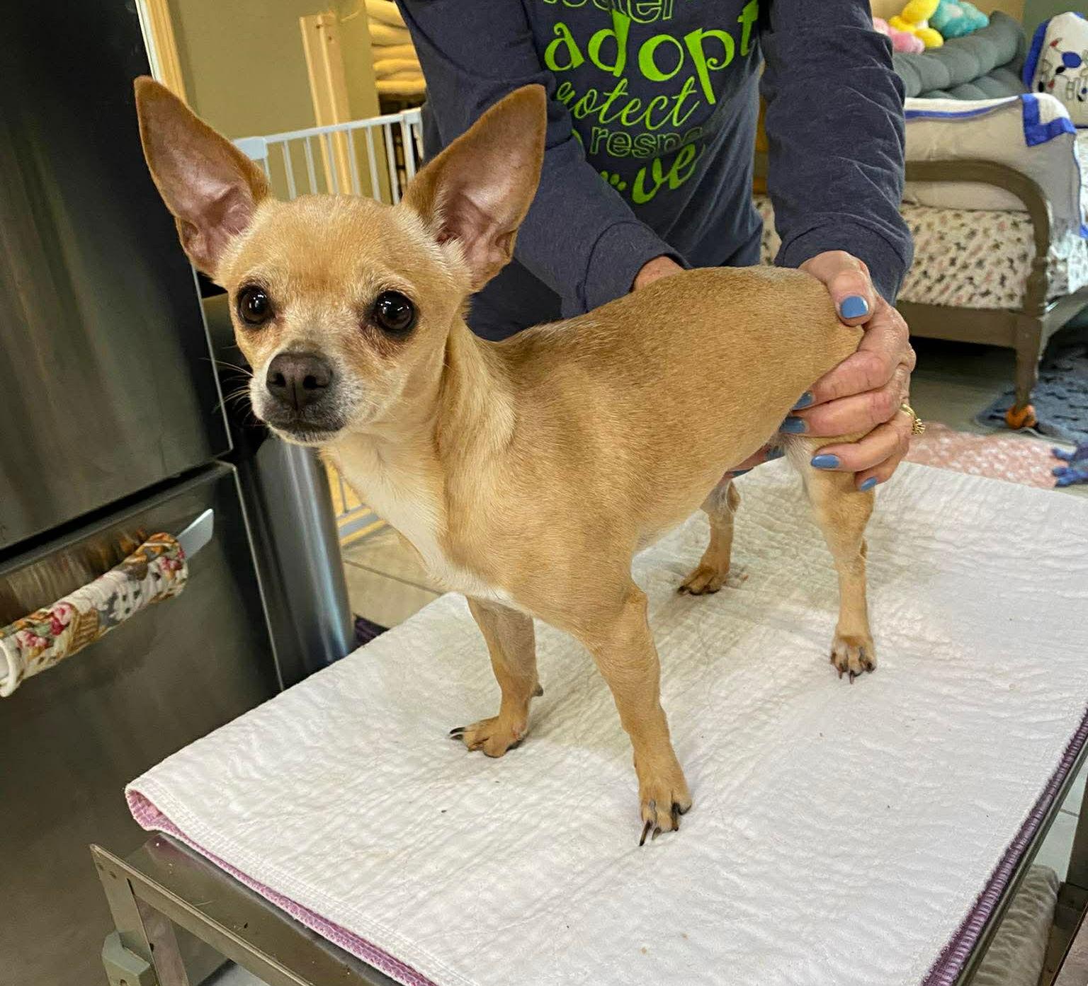 Mindy Lou Who (NOT YET AVAILABLE), Adoptable, Adult Female Chihuahua.