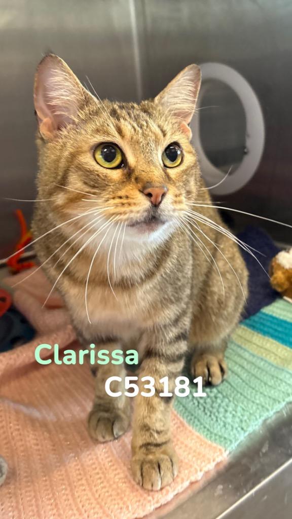 Clarissa, a Adoptable mixed breed in Clarksville, TN image 2/4