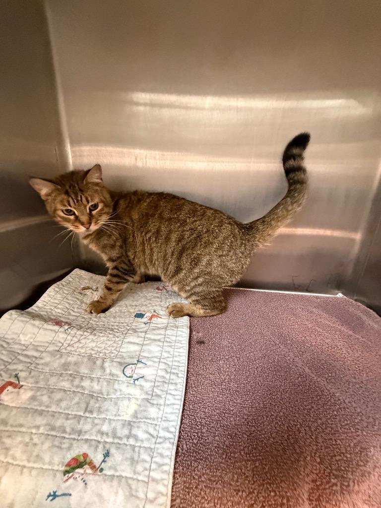 Clarissa, a Adoptable mixed breed in Clarksville, TN image 3/4