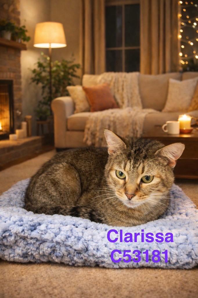 Clarissa, a Adoptable mixed breed in Clarksville, TN image 4/4
