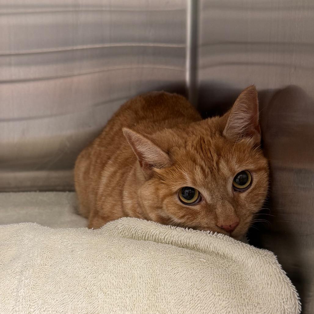 Oatmeal, Adoptable, Adult Female Domestic Short Hair & Mixed Breed.