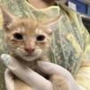 Enlarge Oatmeal, a Adoptable mixed breed in Tampa, FL image 3/3
