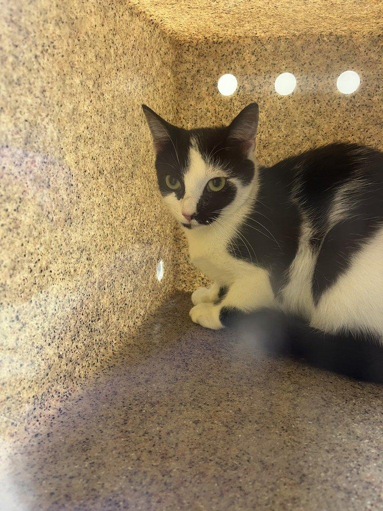 Tora, Adoptable, Young Female Domestic Short Hair.