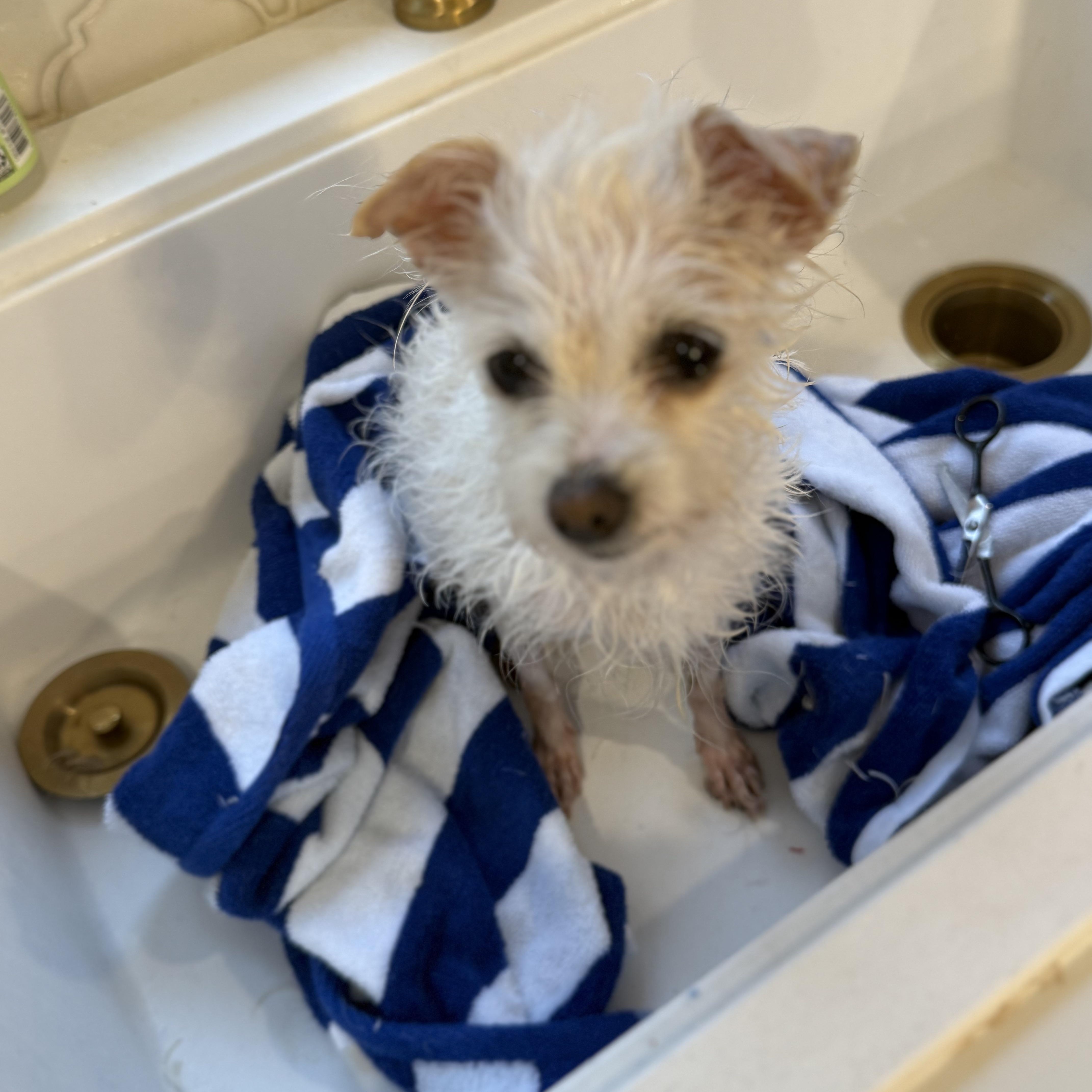 Enlarge Olive Village, an adopted Maltese in Belleville, NJ image 2/6