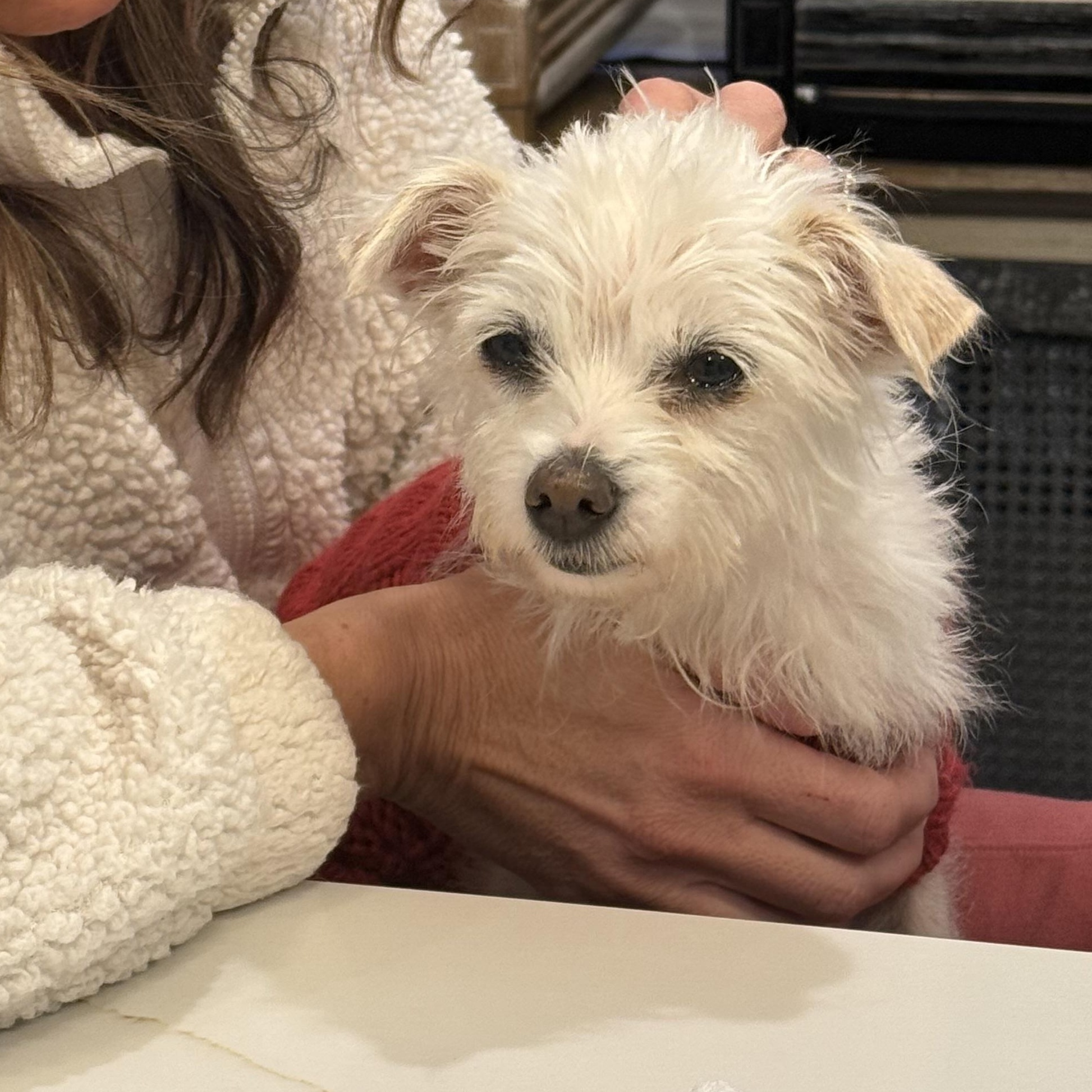 Enlarge Olive Village, an adopted Maltese in Belleville, NJ image 3/6