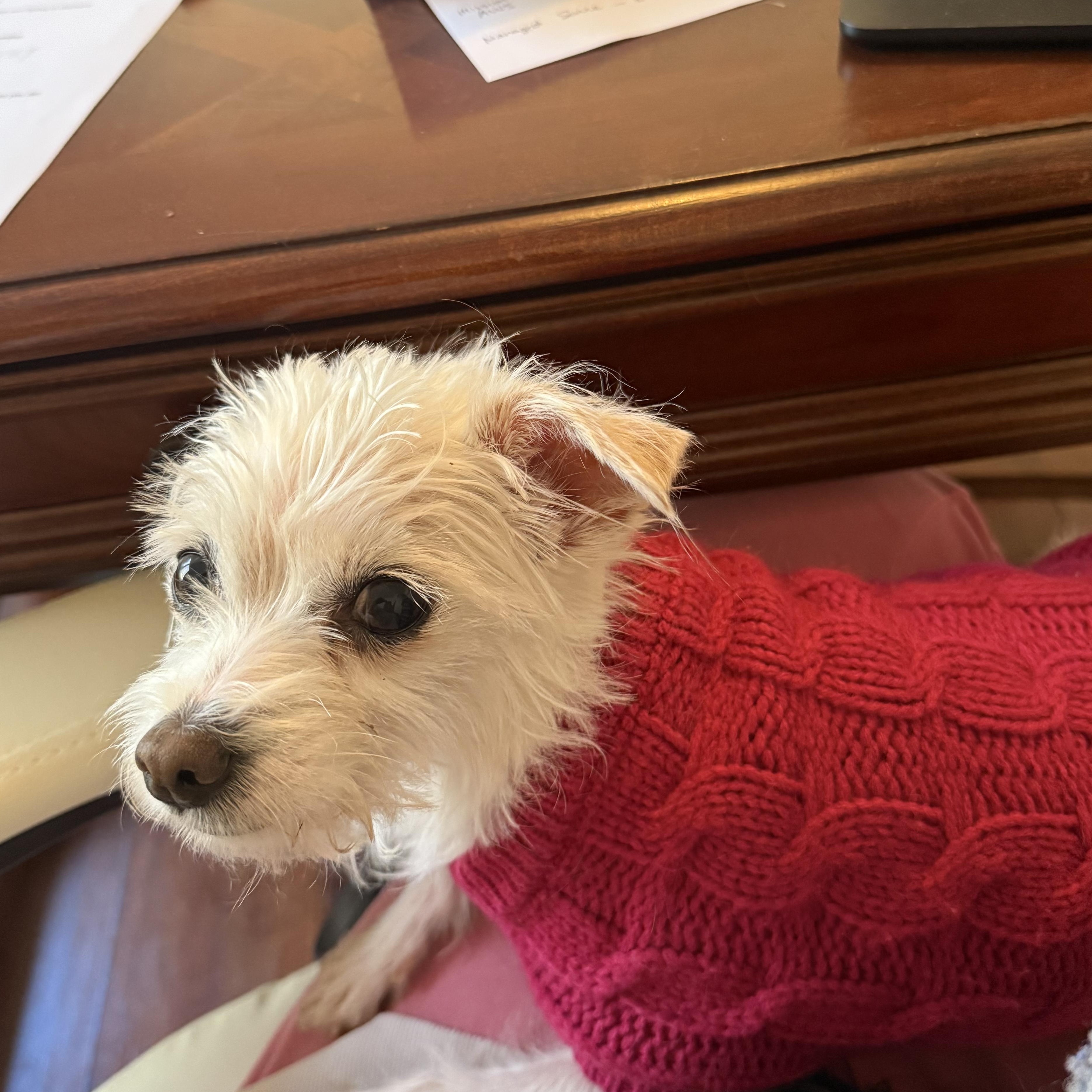 Enlarge Olive Village, an adopted Maltese in Belleville, NJ image 6/6