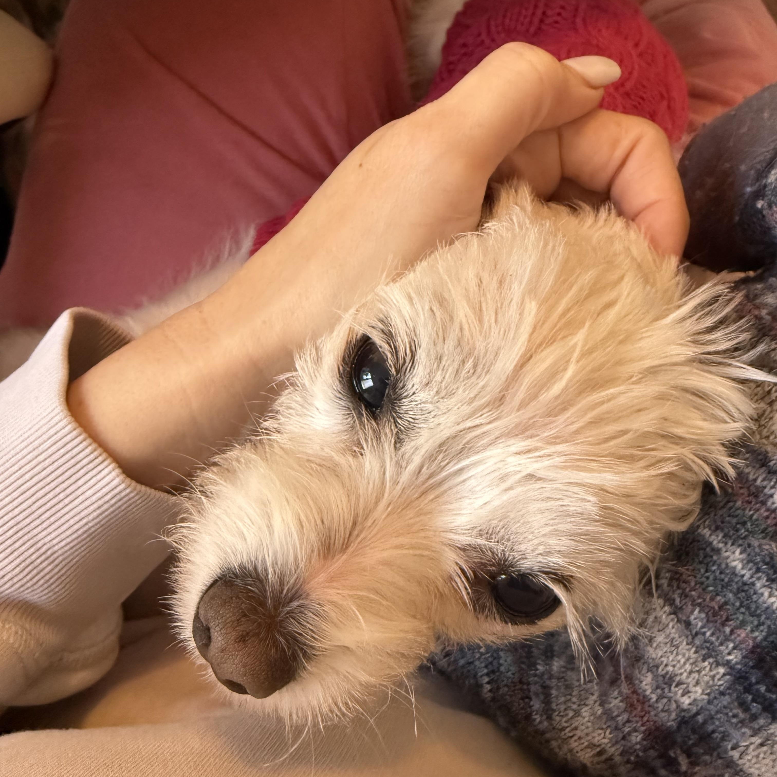 Enlarge Olive Village, an adopted Maltese in Belleville, NJ image 5/6