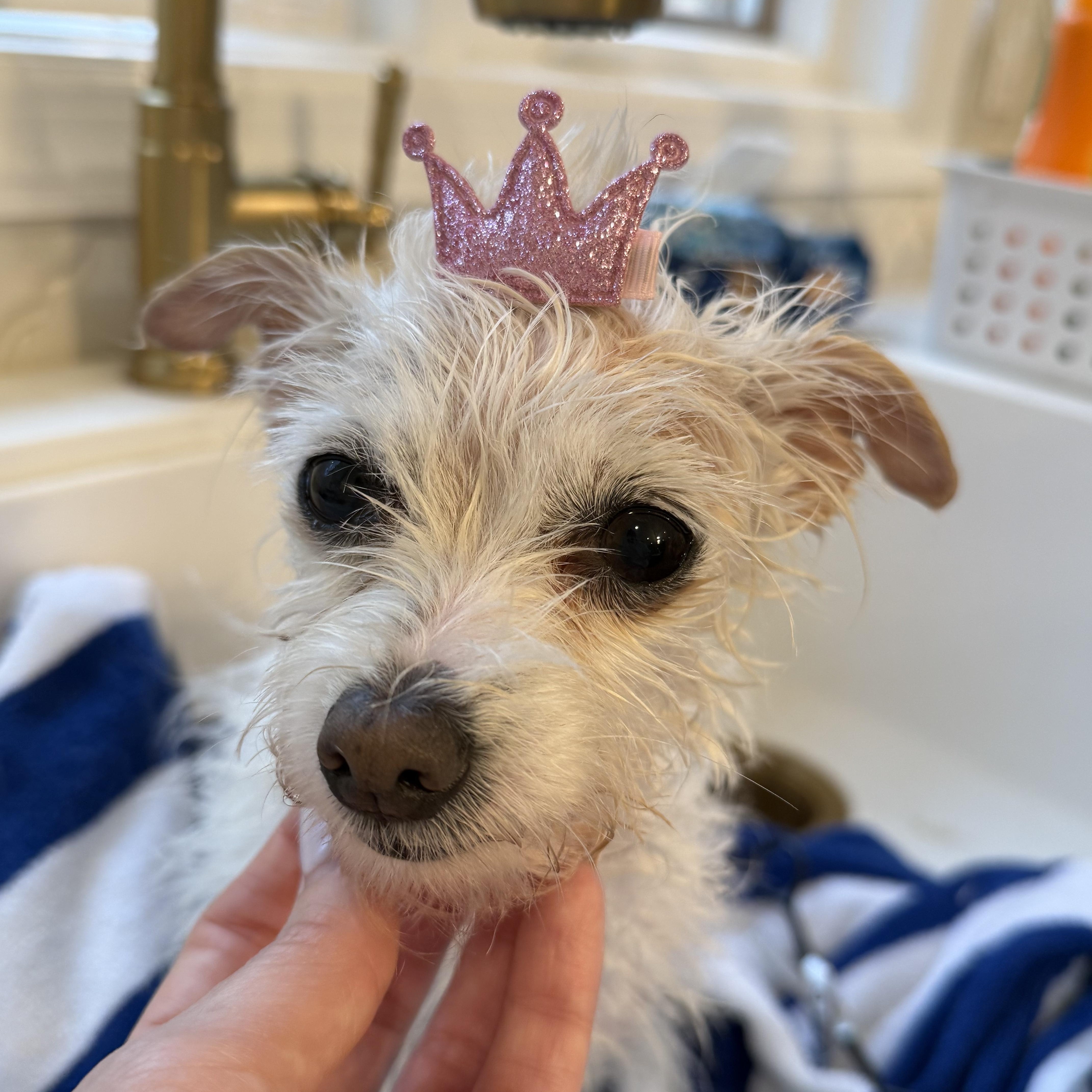 Enlarge Olive Village, an adopted Maltese in Belleville, NJ image 4/6