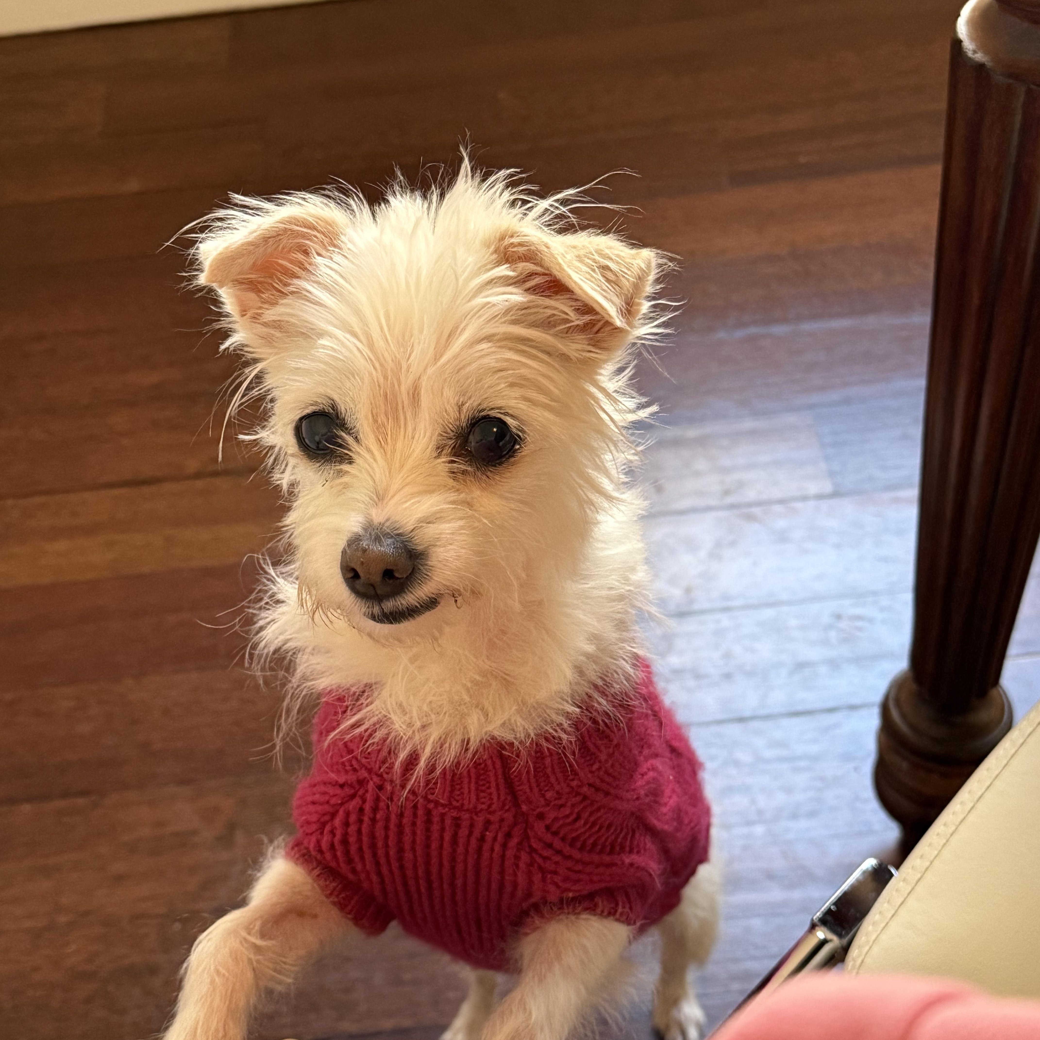 Enlarge Olive Village, an adopted Maltese in Belleville, NJ image 1/6