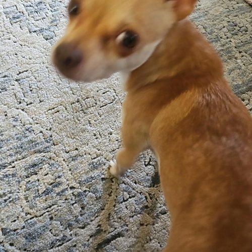 Oliver, Adoptable, Young Male Chihuahua.
