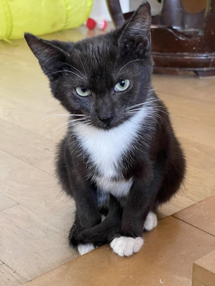 Enlarge Puppy (Elizabeth litter), a Adoptable Domestic Short Hair in Chicago, IL image 2/2