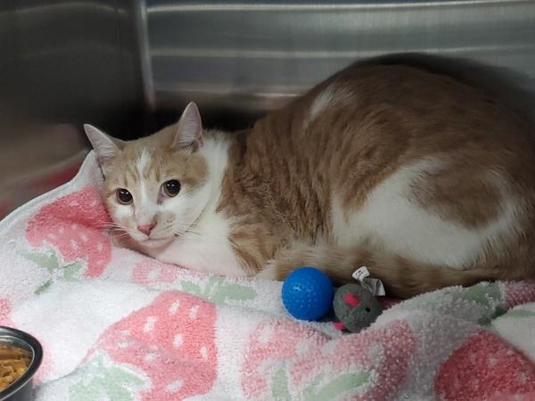 Enlarge Nico, a Adoptable mixed breed in Staten Island, NY image 2/2