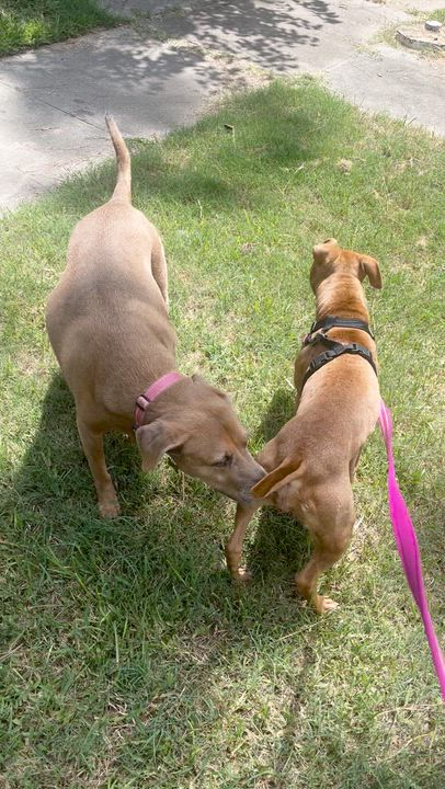 Enlarge Anabelle, a Adoptable mixed breed in Martinez, CA video 5/6