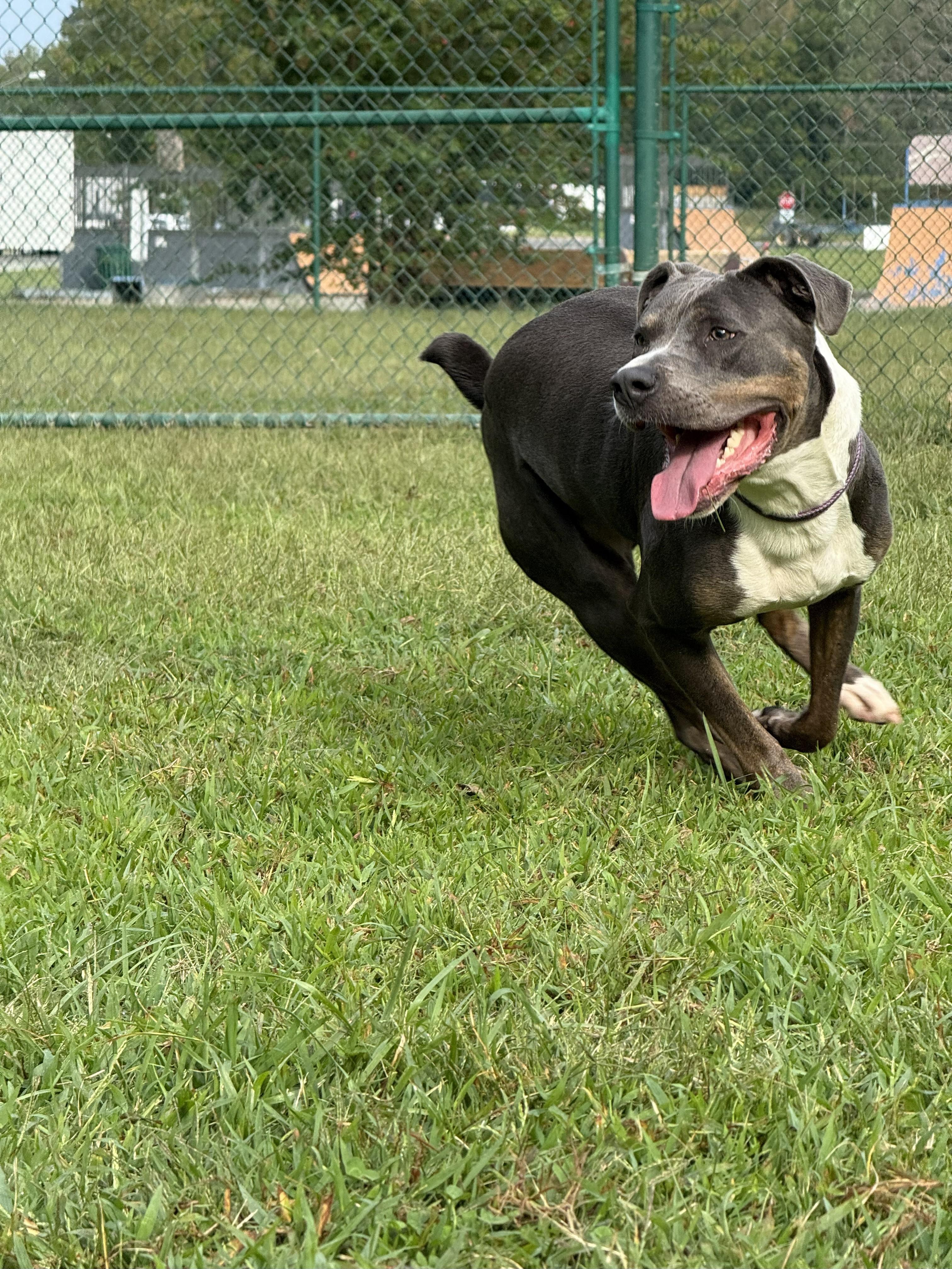 Pete, a Adoptable mixed breed in Saluda, VA image 2/6