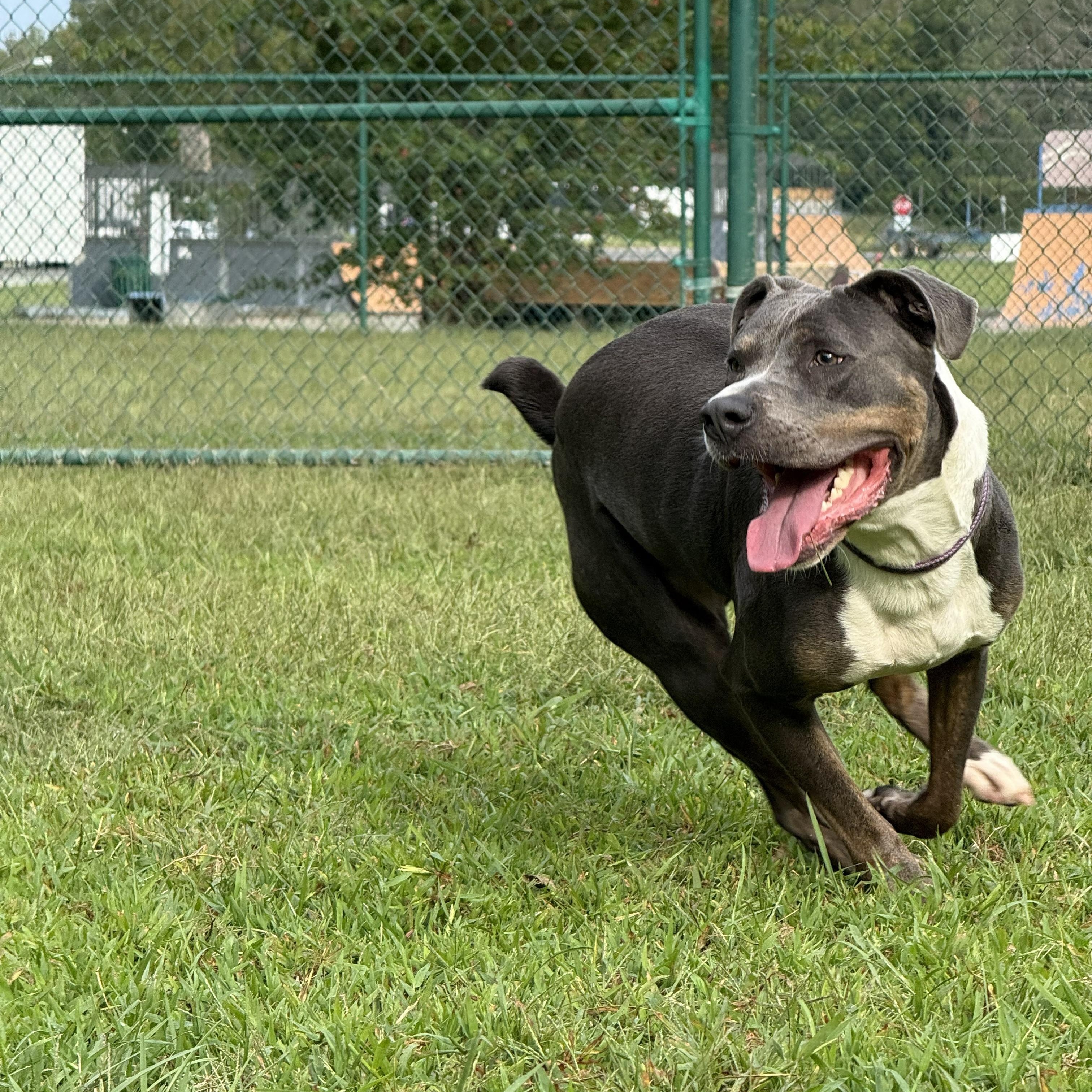 Enlarge Pete, a Adoptable mixed breed in Saluda, VA image 2/6