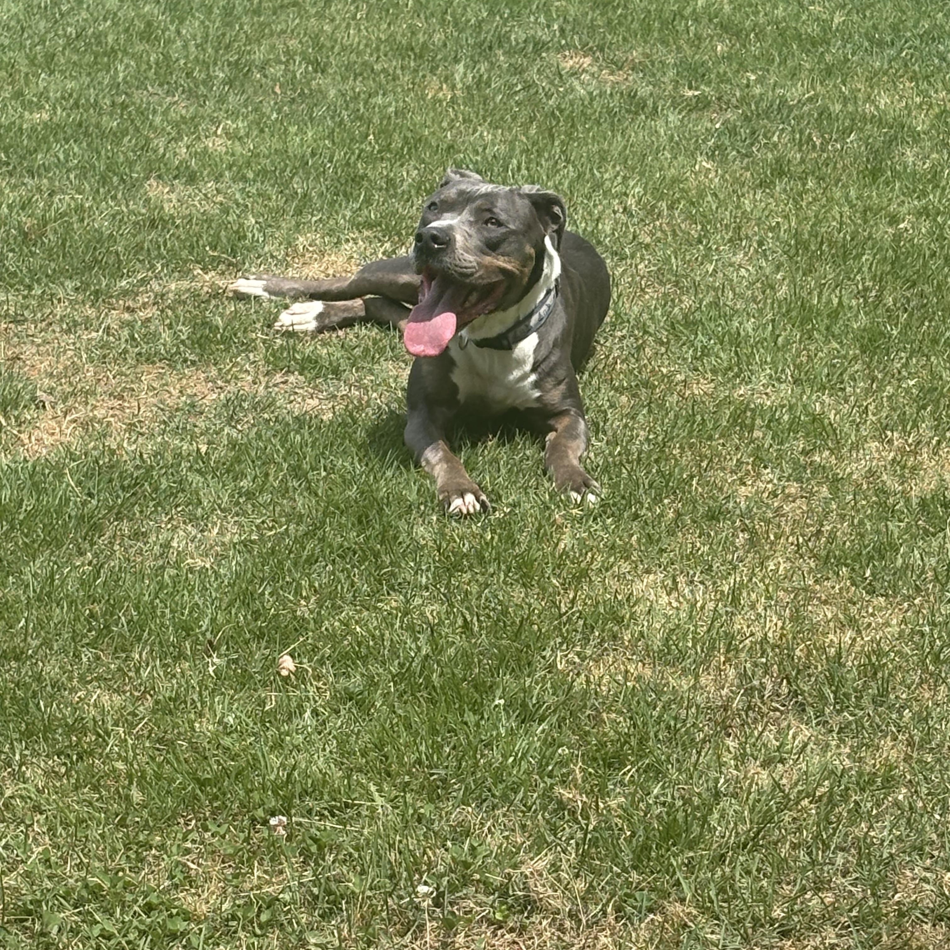 Pete, a Adoptable mixed breed in Saluda, VA image 6/6