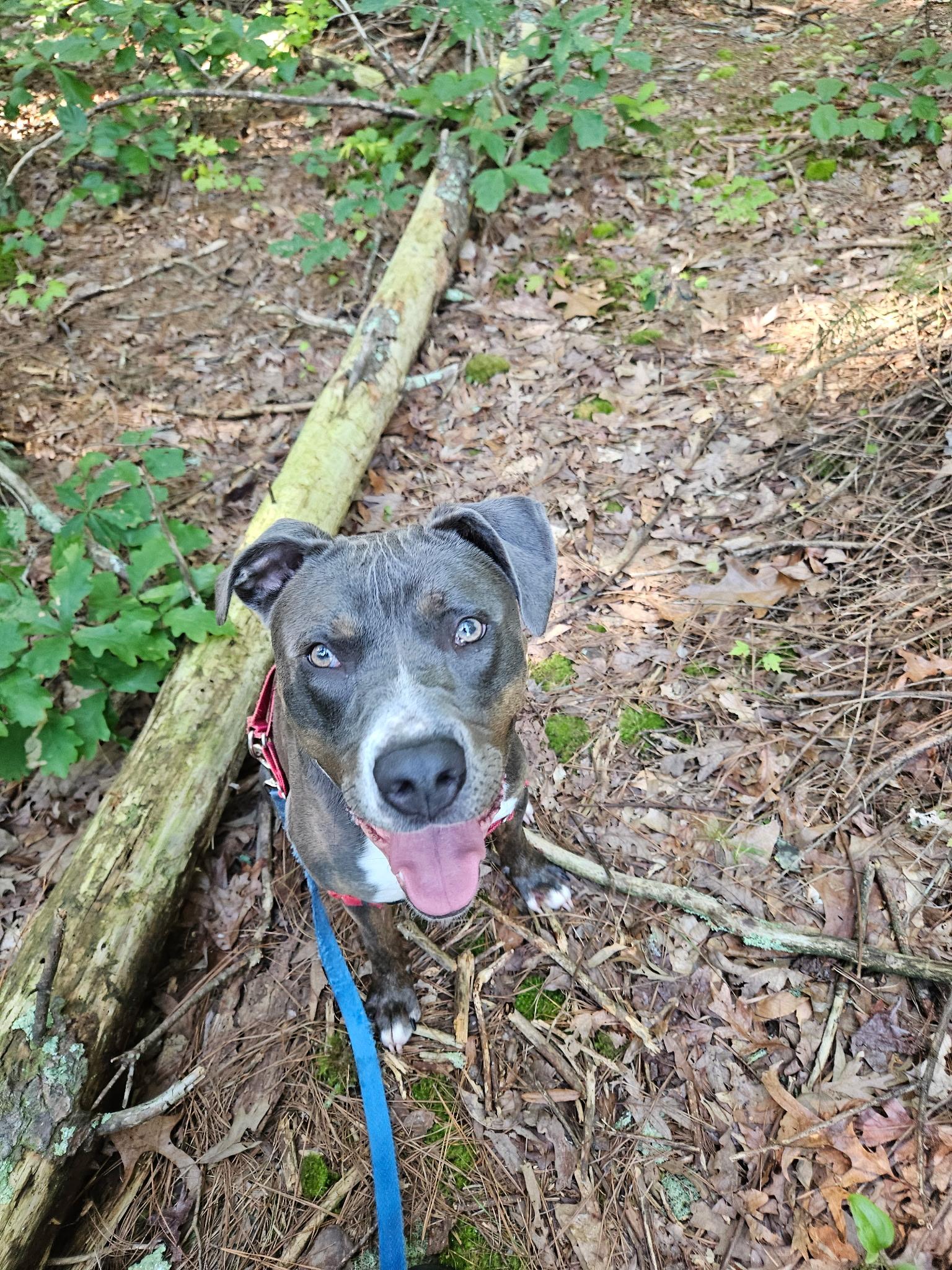 Pete, Young Male Mountain Cur