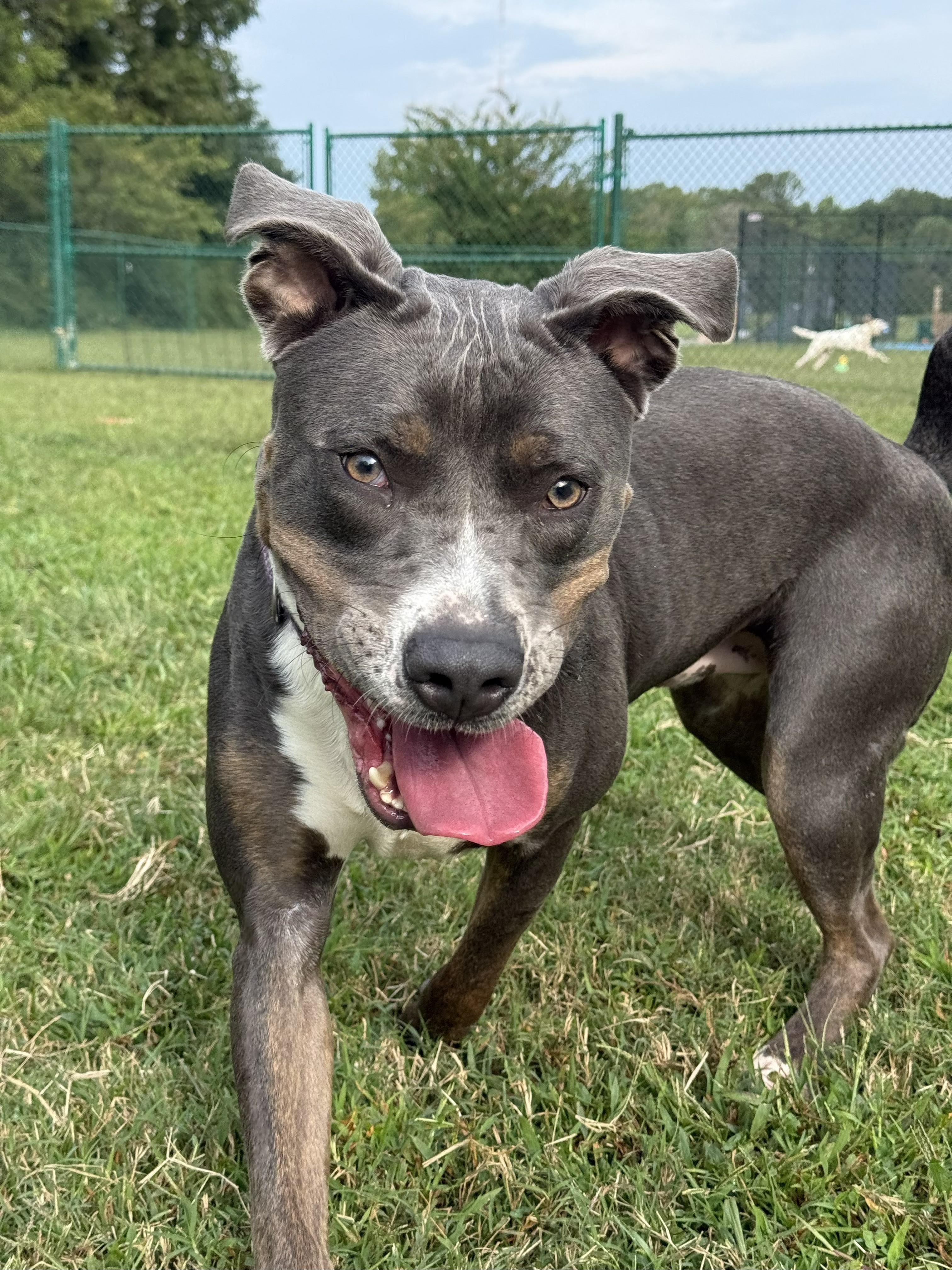 Pete, Adoptable, Young Male Mountain Cur & Labrador Retriever.