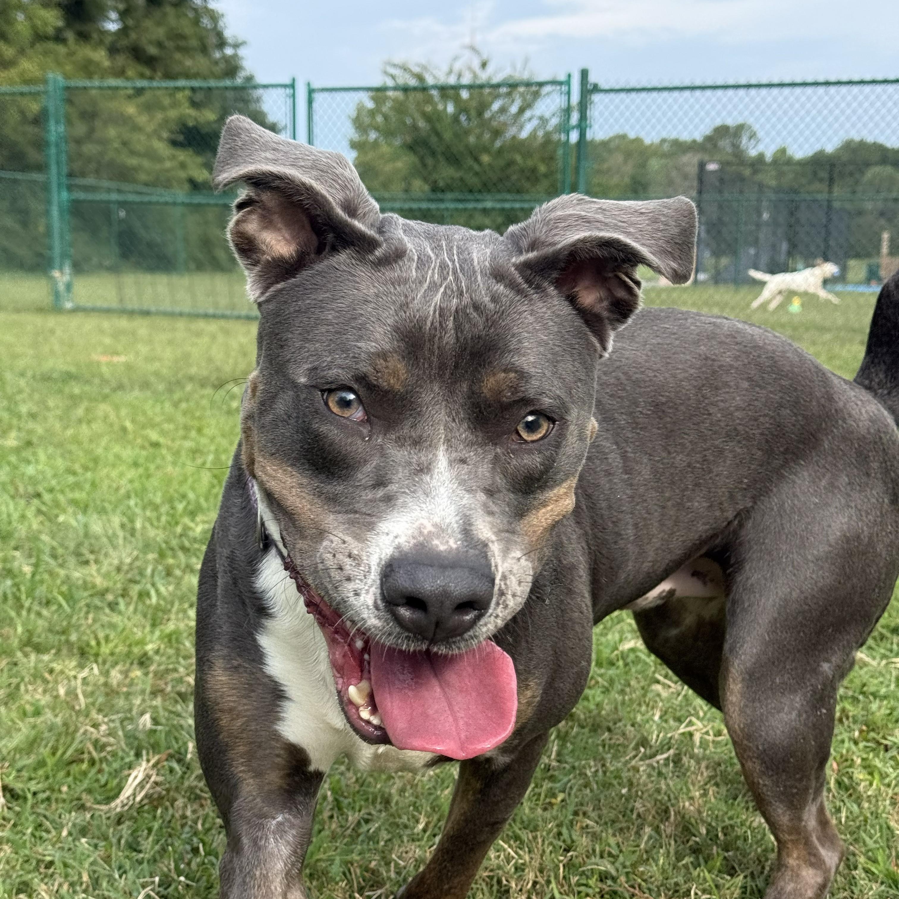 Enlarge Pete, a Adoptable mixed breed in Saluda, VA image 1/6