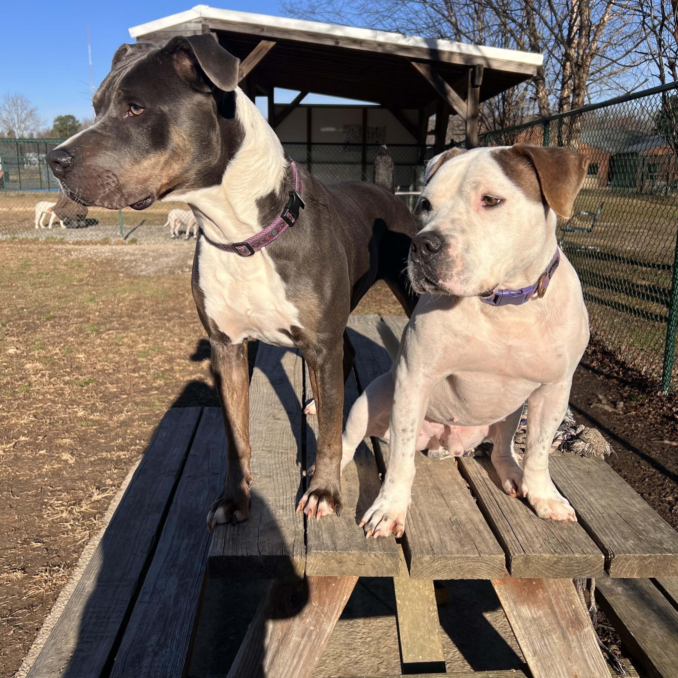 Enlarge Pete, a Adoptable mixed breed in Saluda, VA image 5/6