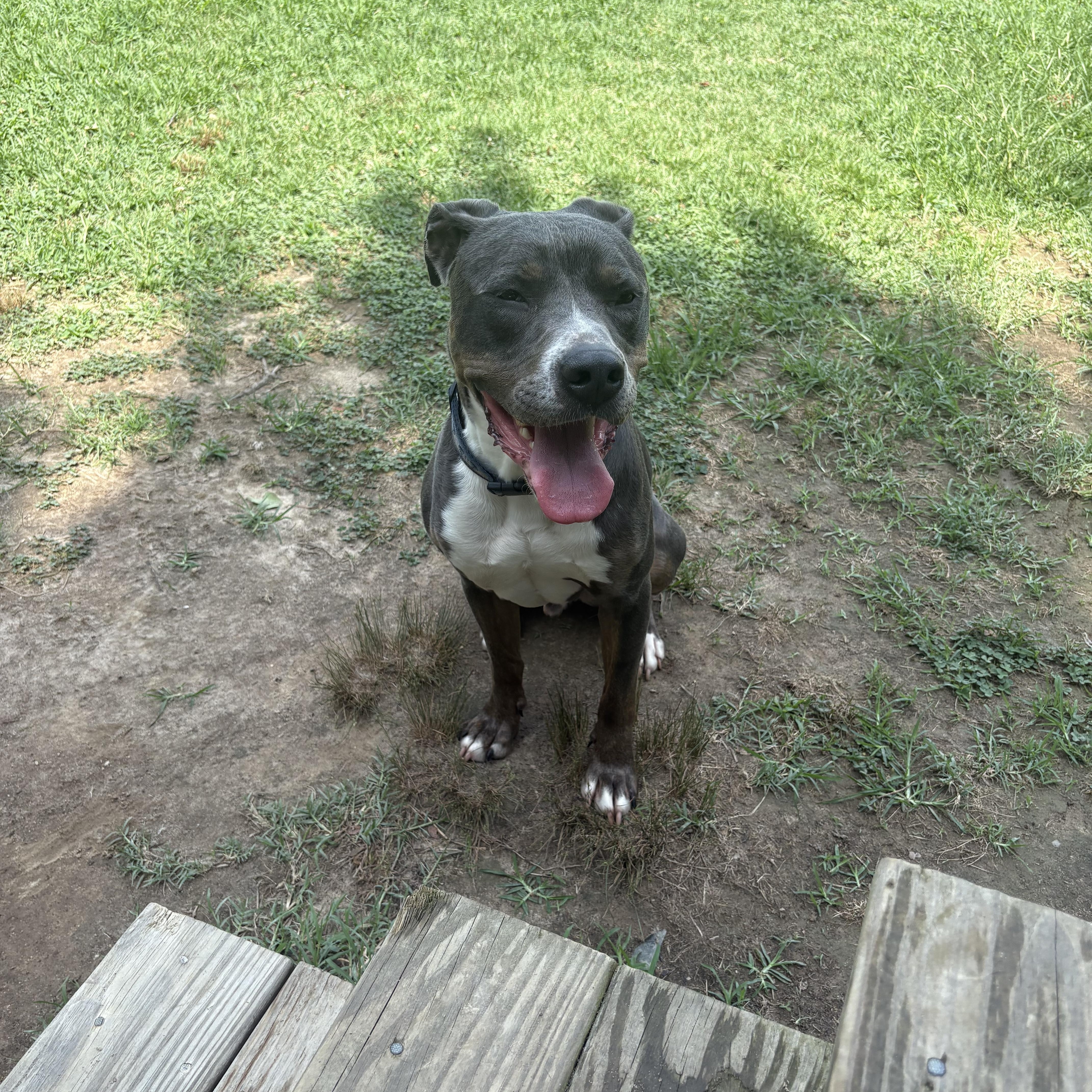 Pete, a Adoptable mixed breed in Saluda, VA image 6/6