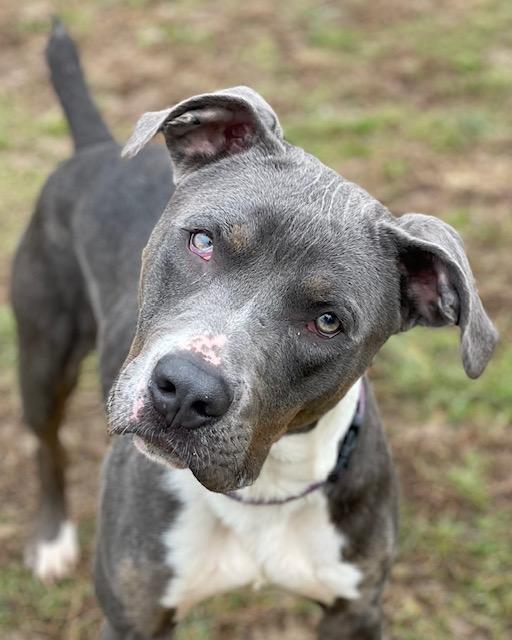 Pete, a Adoptable mixed breed in Saluda, VA image 4/6