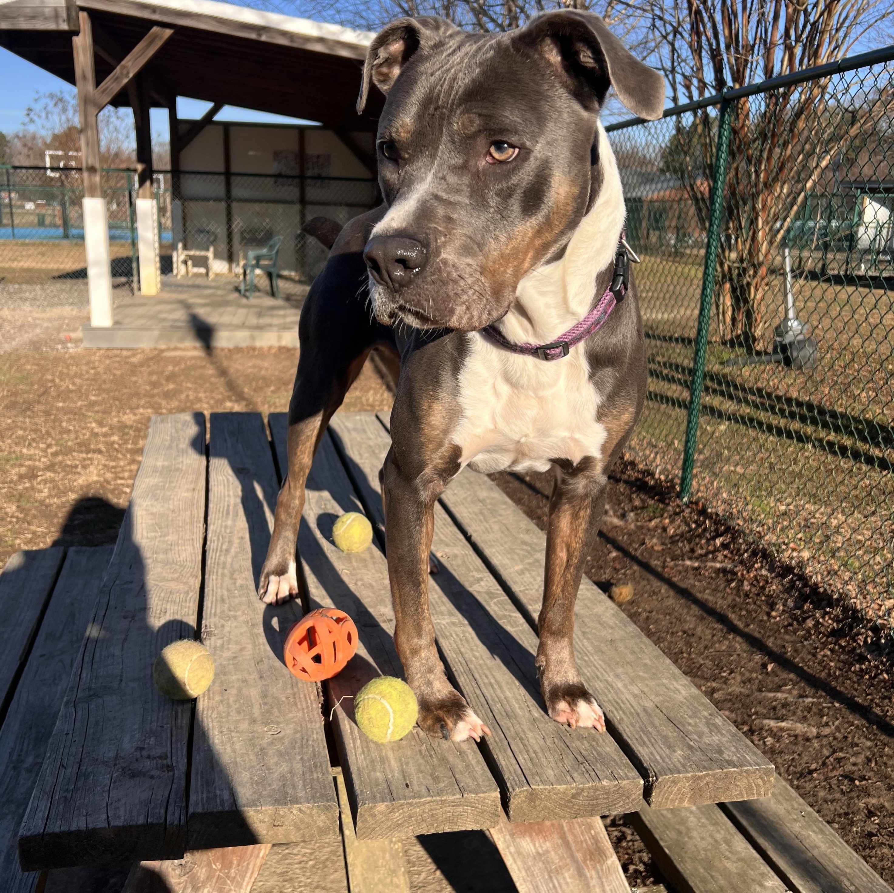 Enlarge Pete, a Adoptable mixed breed in Saluda, VA image 6/6
