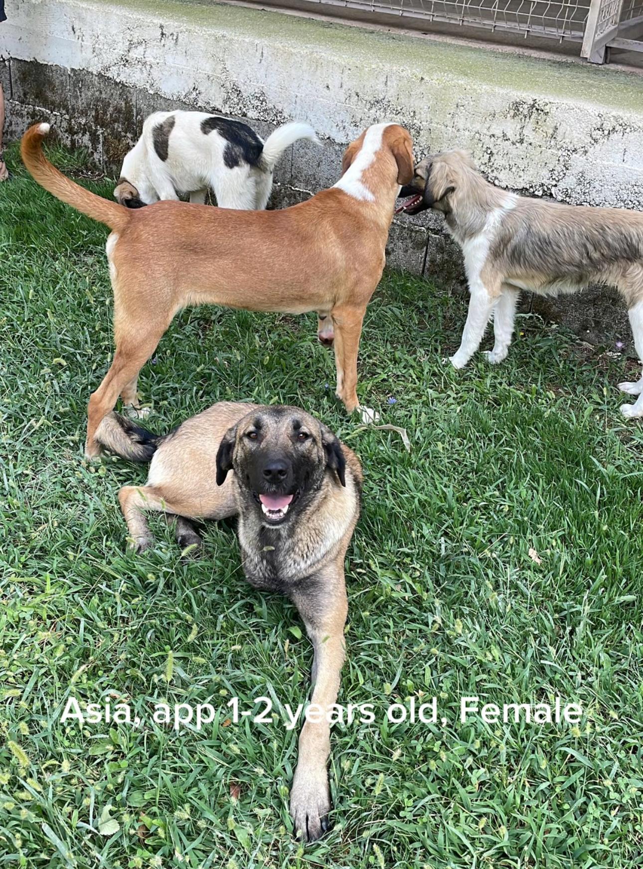 Asia, Adoptable, Young Female German Shepherd Dog & Mixed Breed.