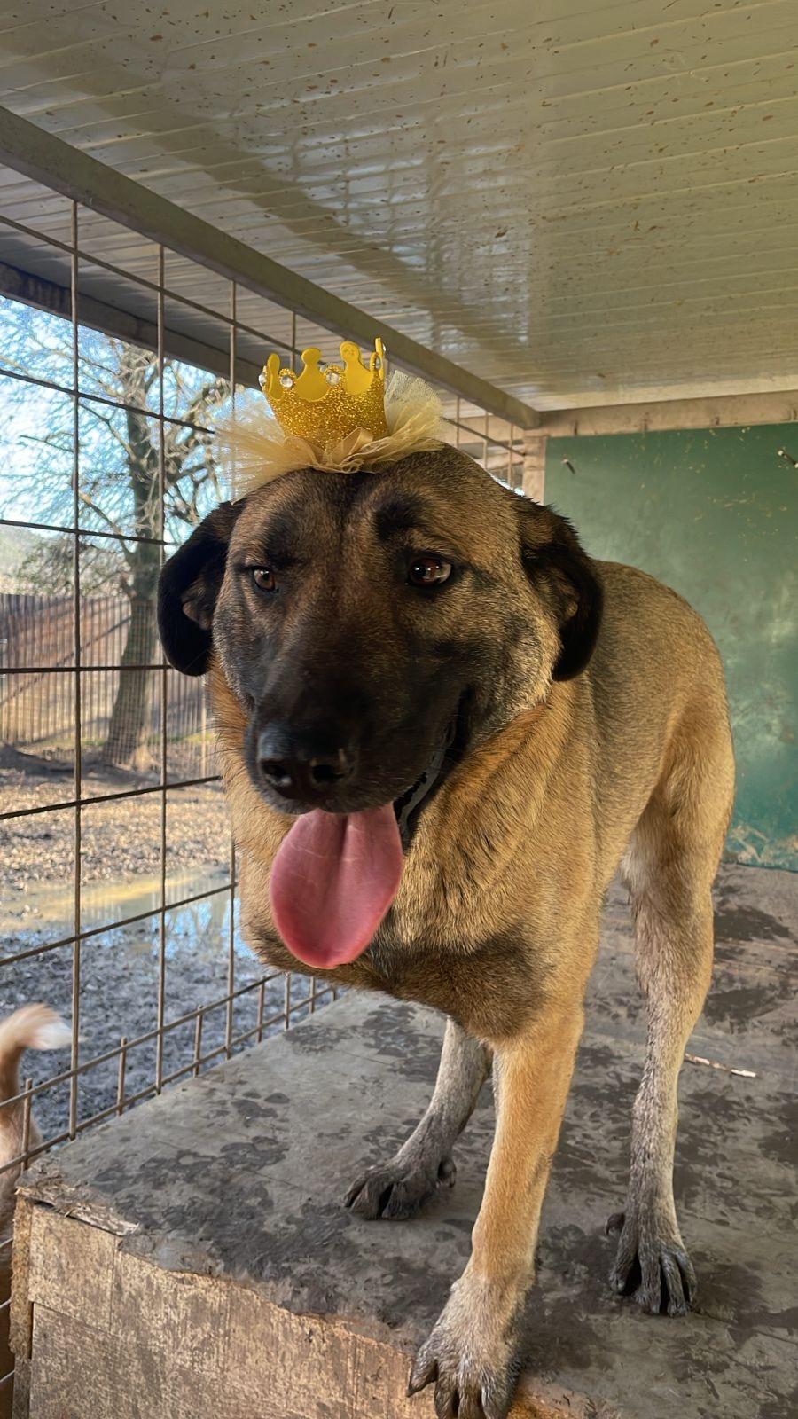 Enlarge Asia, a Adoptable mixed breed in Shrewsbury, MA image 1/5