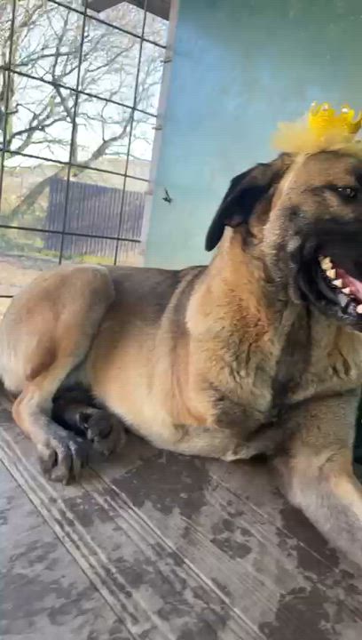 Enlarge Asia, a Adoptable mixed breed in Shrewsbury, MA video 5/5