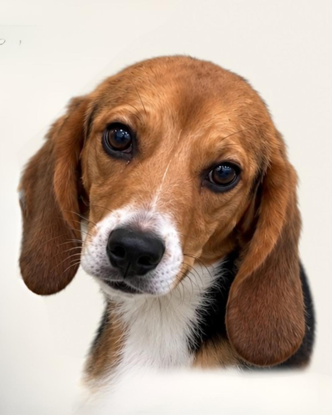 Enlarge Flow (Washington DC), a Adoptable Beagle in Washington DC, DC image 1/2