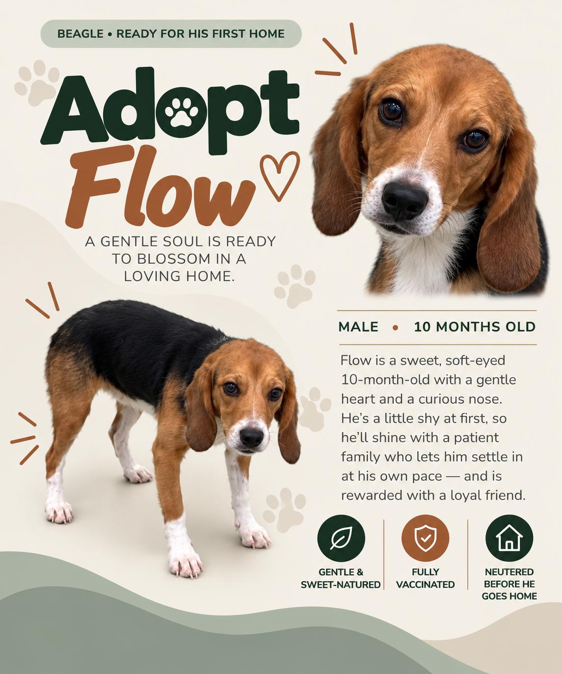 Enlarge Flow (Washington DC), a Adoptable Beagle in Washington DC, DC image 2/2