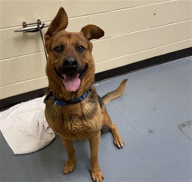 Enlarge MACKIE, a Adoptable mixed breed in Denver, CO image 1/1