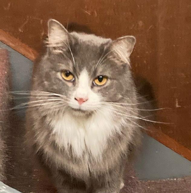 Floof, Adopted, Young Female Domestic Long Hair.