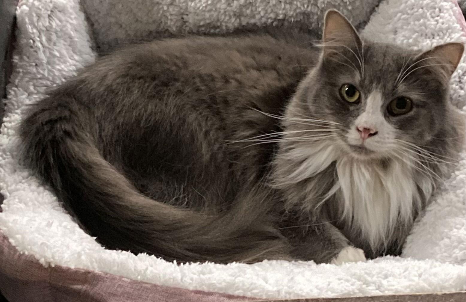 Floof, a Adopted Domestic Long Hair in Macedonia, OH image 2/3