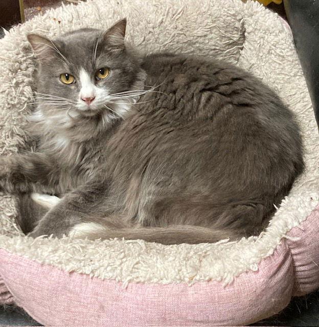 Floof, a Adopted Domestic Long Hair in Macedonia, OH image 3/3