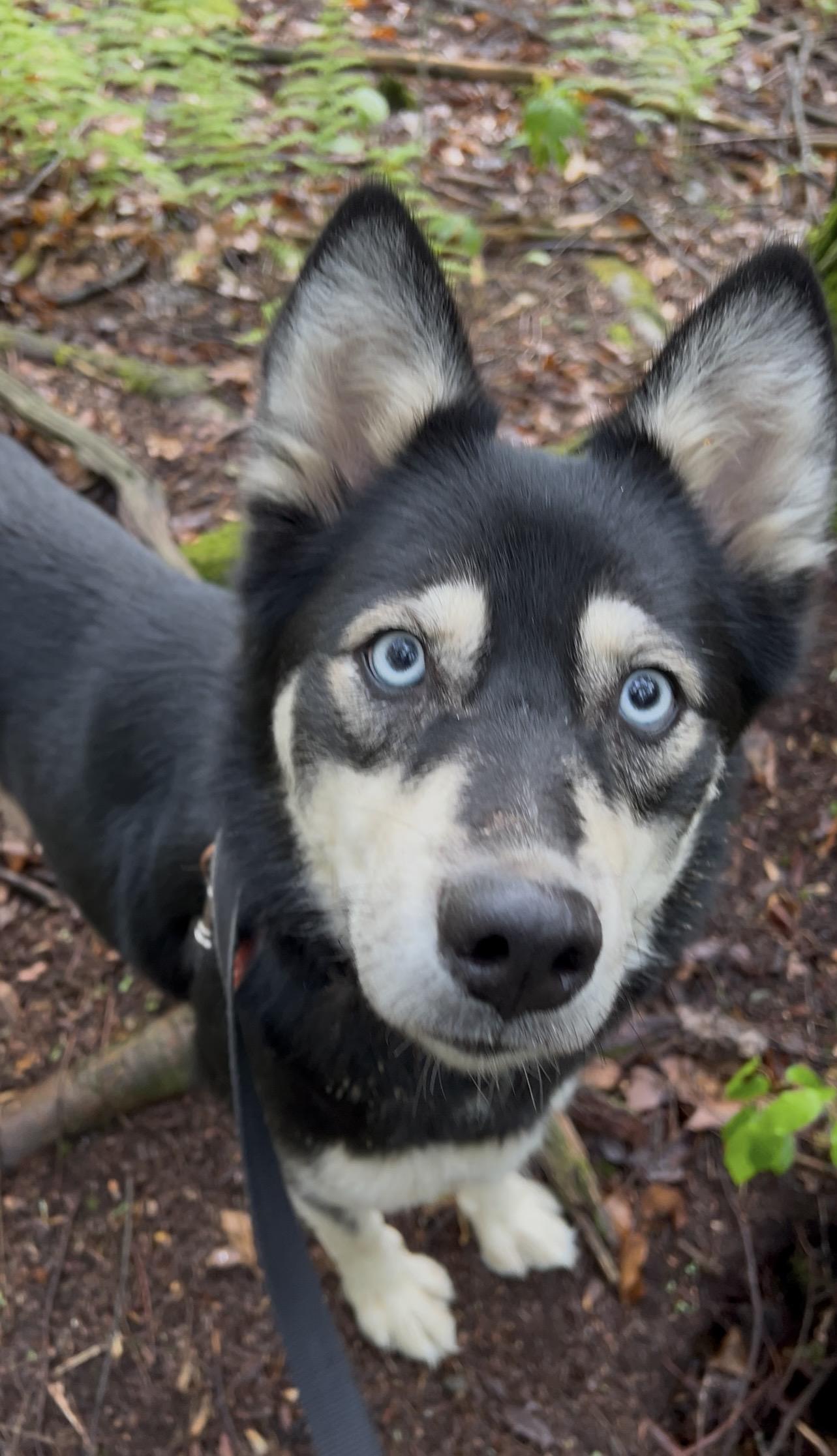 QUINOA, adopted, Adult Female Husky & Pomeranian.