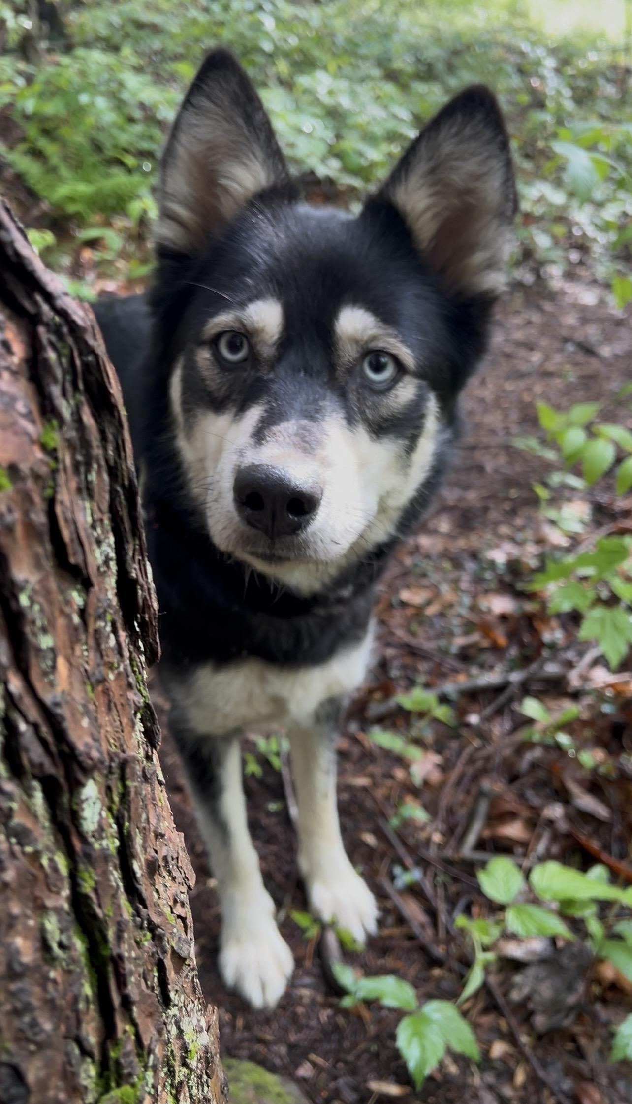 QUINOA, an adopted mixed breed in Millerstown, PA image 5/6