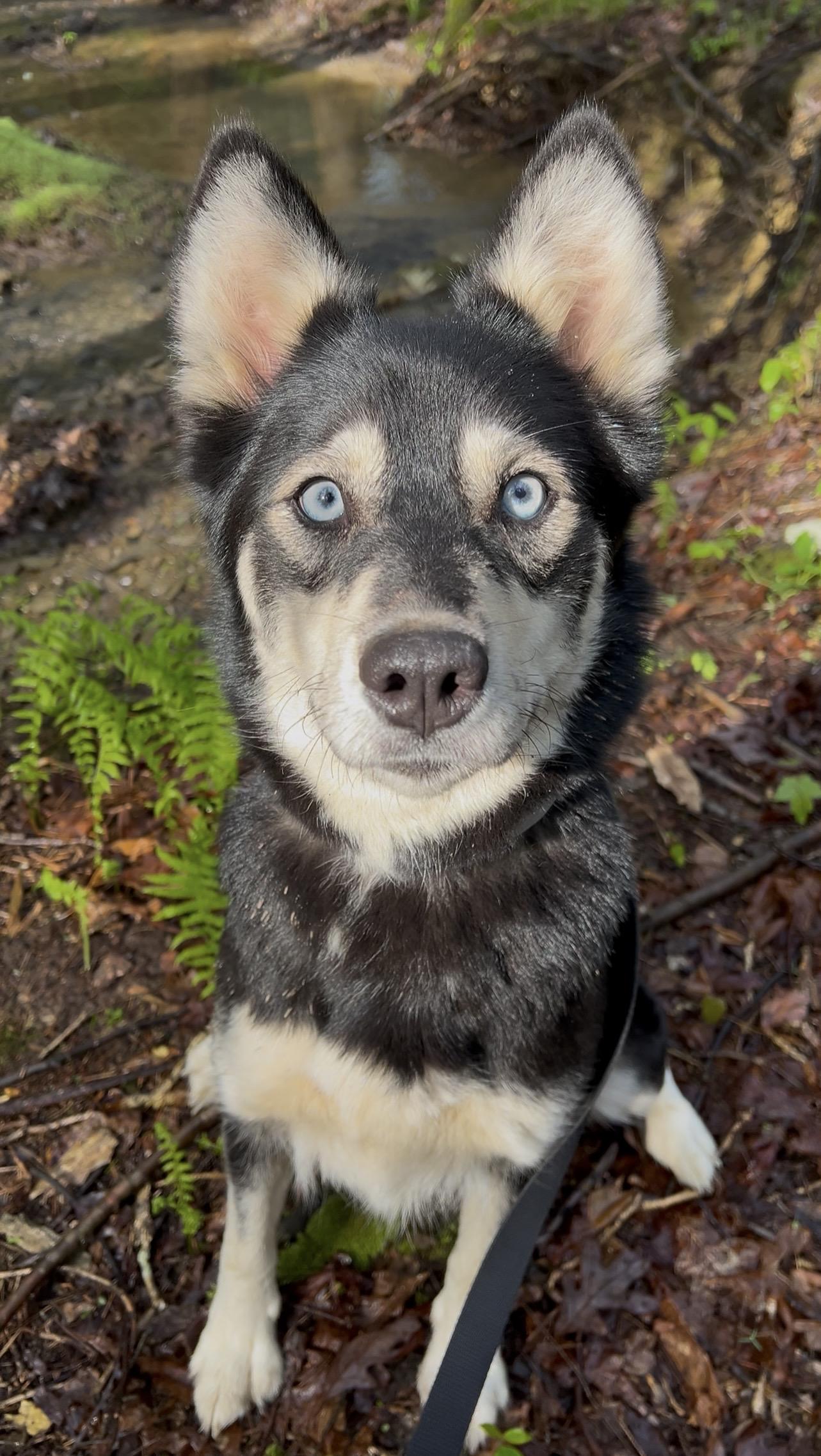 QUINOA, an adopted mixed breed in Millerstown, PA image 3/6