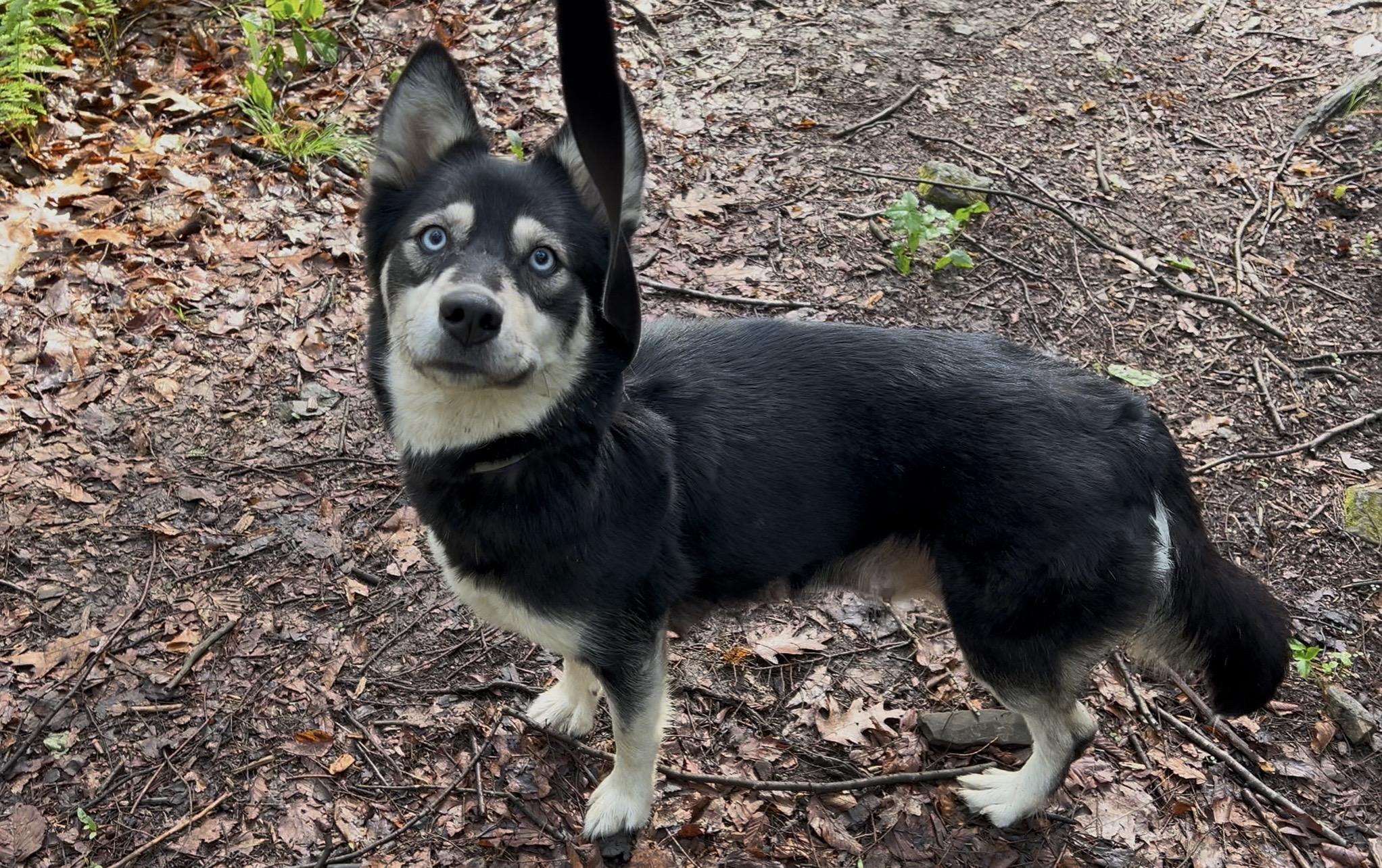 QUINOA, an adopted mixed breed in Millerstown, PA image 6/6